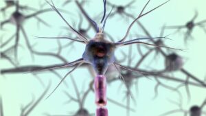 Neuronas del sistema nervioso